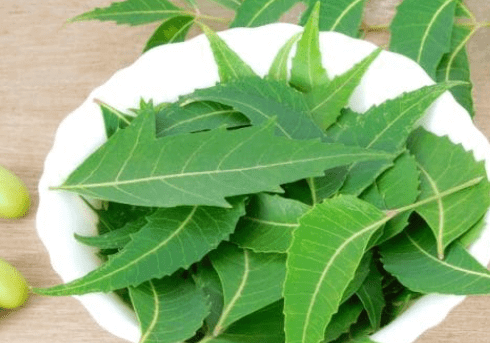 Neem benefits Neem treats skin diseases ranging from boosting immunity